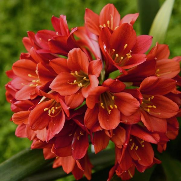 Exotic Flamingo Lily
