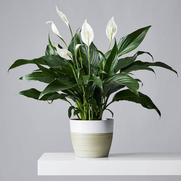 Eternal Beauty - Image 2
