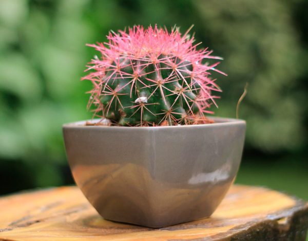 Peach & Coral Dahlia - Image 3