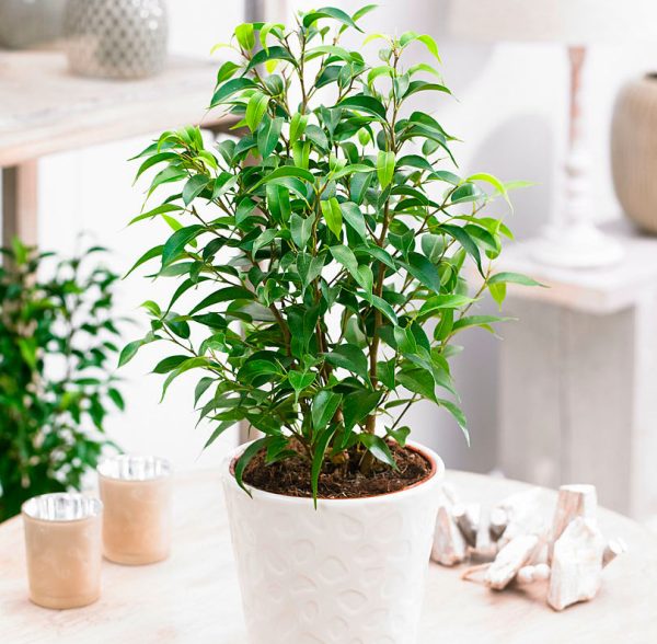 Tropical Garden - Image 2