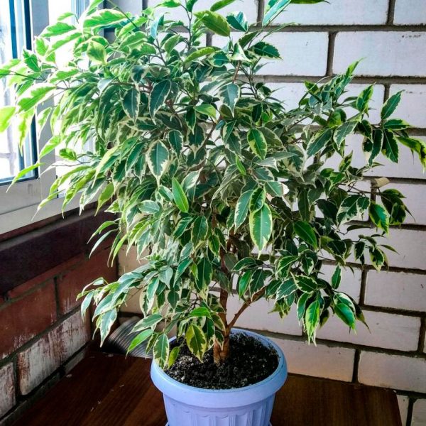 Tropical Garden - Image 3