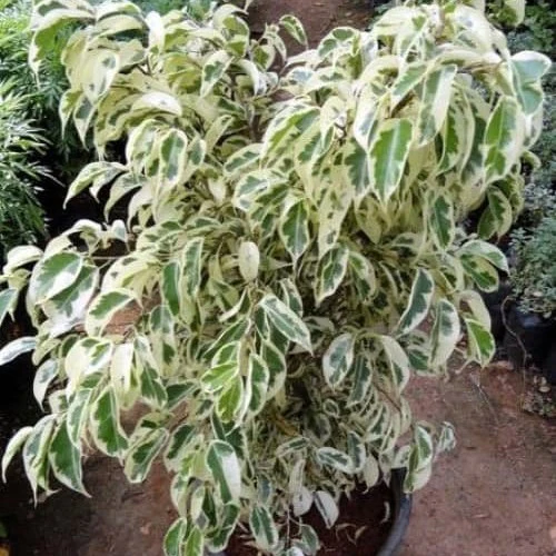 Tropical Garden