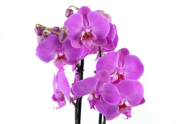 Winter Spice Floral Basket - Image 4