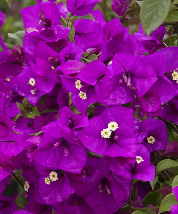 Lavender & Jasmine Dream - Image 4